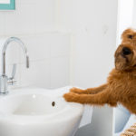 Ein Hund steht am Waschbecken